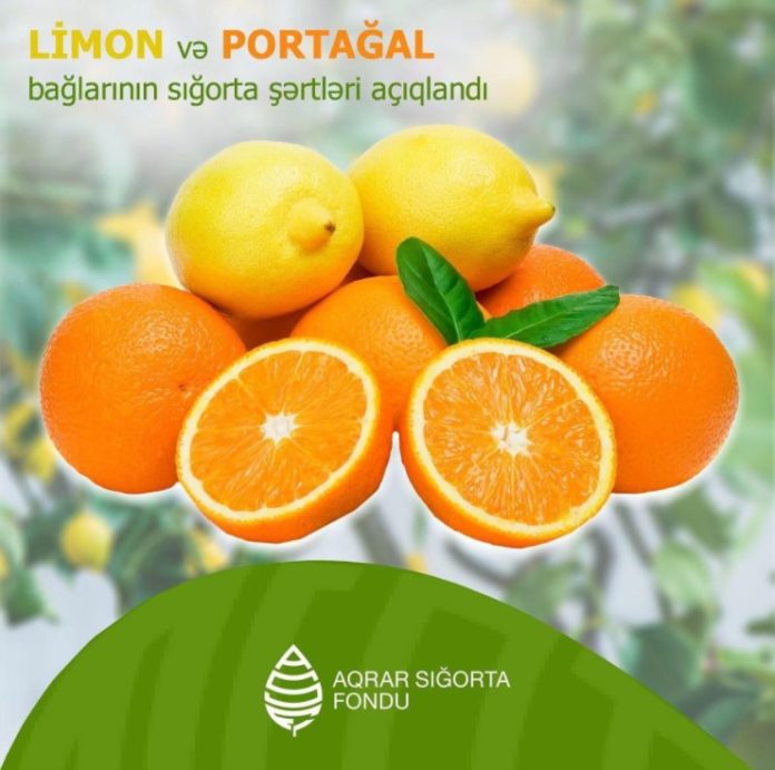Limon və portağal bağları sığortalanır