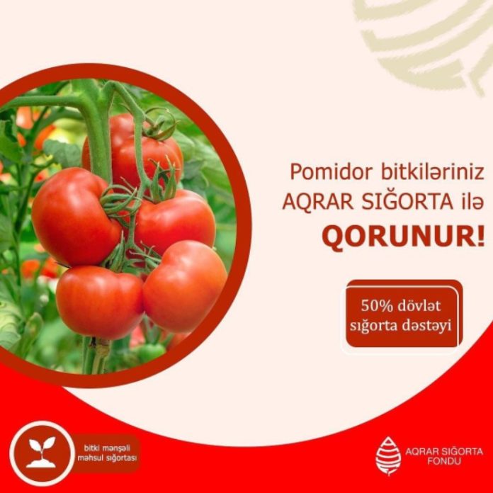 Azərbaycanda pomidor sahələrinin güzəştli sığortası başlayıb