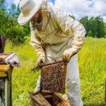 Quşçuluq və arıçılıq təsərrüfatları ilə bağlı yeni sığorta məhsulları təqdim olunacaq