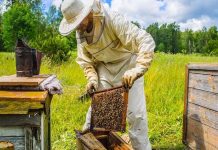Quşçuluq və arıçılıq təsərrüfatları ilə bağlı yeni sığorta məhsulları təqdim olunacaq