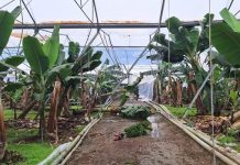 TARSİM Antalyada seldən zərər çəkmiş istehsalçılara 586 milyon lirə həcmində zərər ödənişi edəcək