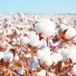 2025-ci ildə ASF tərəfindən pambıqçılara 1 milyon manat ödəniş edilib