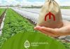 ASF indiyədək fermerlərə 24 milyon manata yaxın ödəniş edib