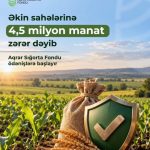 ASF əkin sahələrinə dəyən 4,4 milyon manatlıq zərər üzrə ödənişlərə başlayır