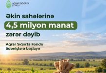 ASF əkin sahələrinə dəyən 4,4 milyon manatlıq zərər üzrə ödənişlərə başlayır